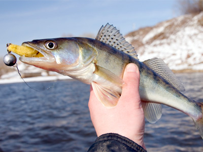 Trolling for Walleye During Summer - In-Fisherman