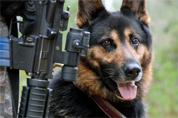 How War Dogs Work Howstuffworks How War Dogs Work Howstuffworks