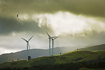 Do wind turbines kill birds?