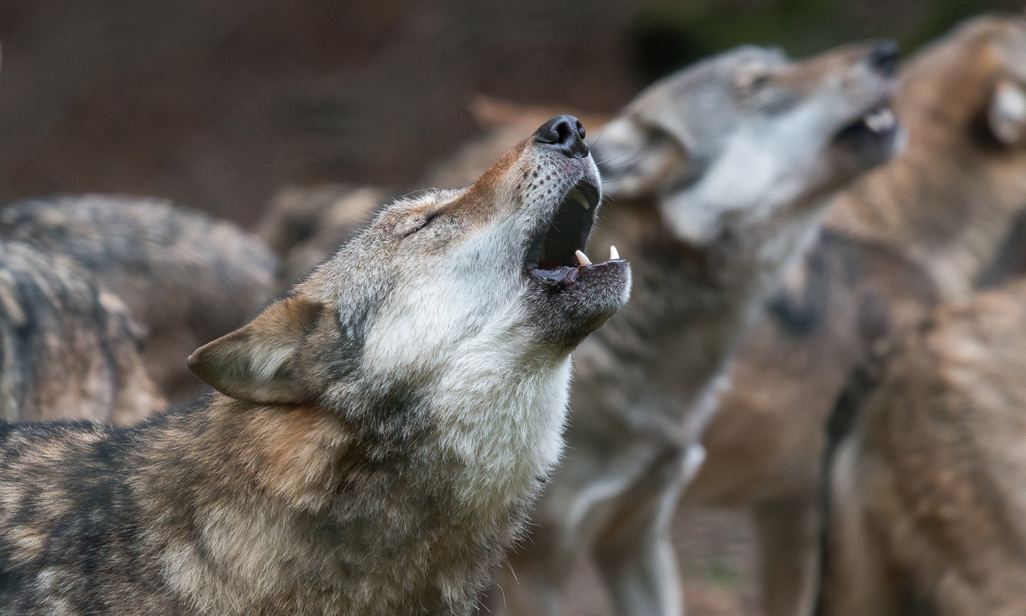 why is my dog howling like a wolf